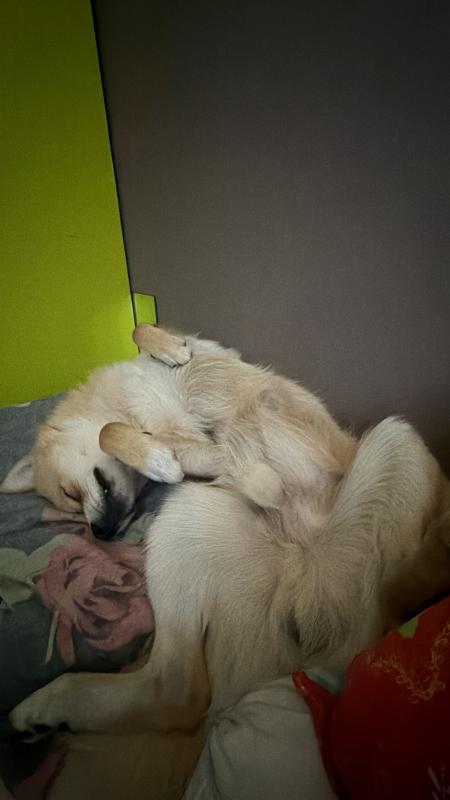 Teddy