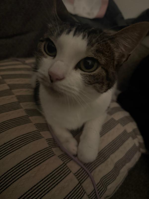 Mylo