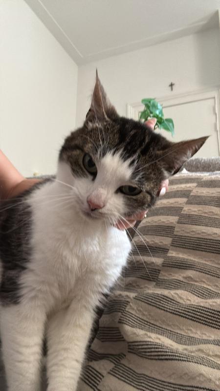 Mylo