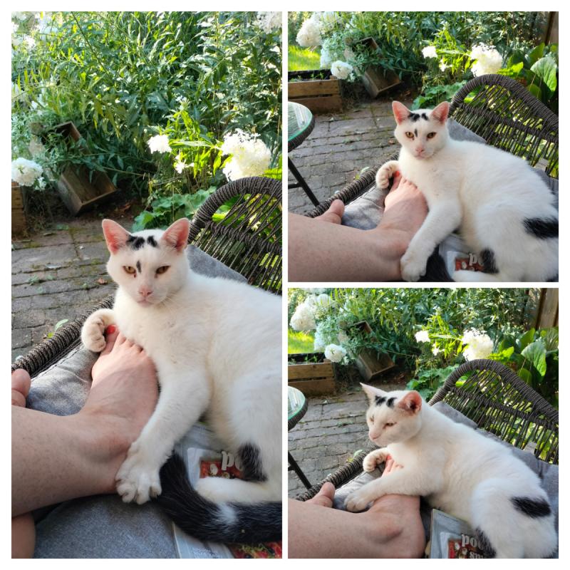 Vlerk