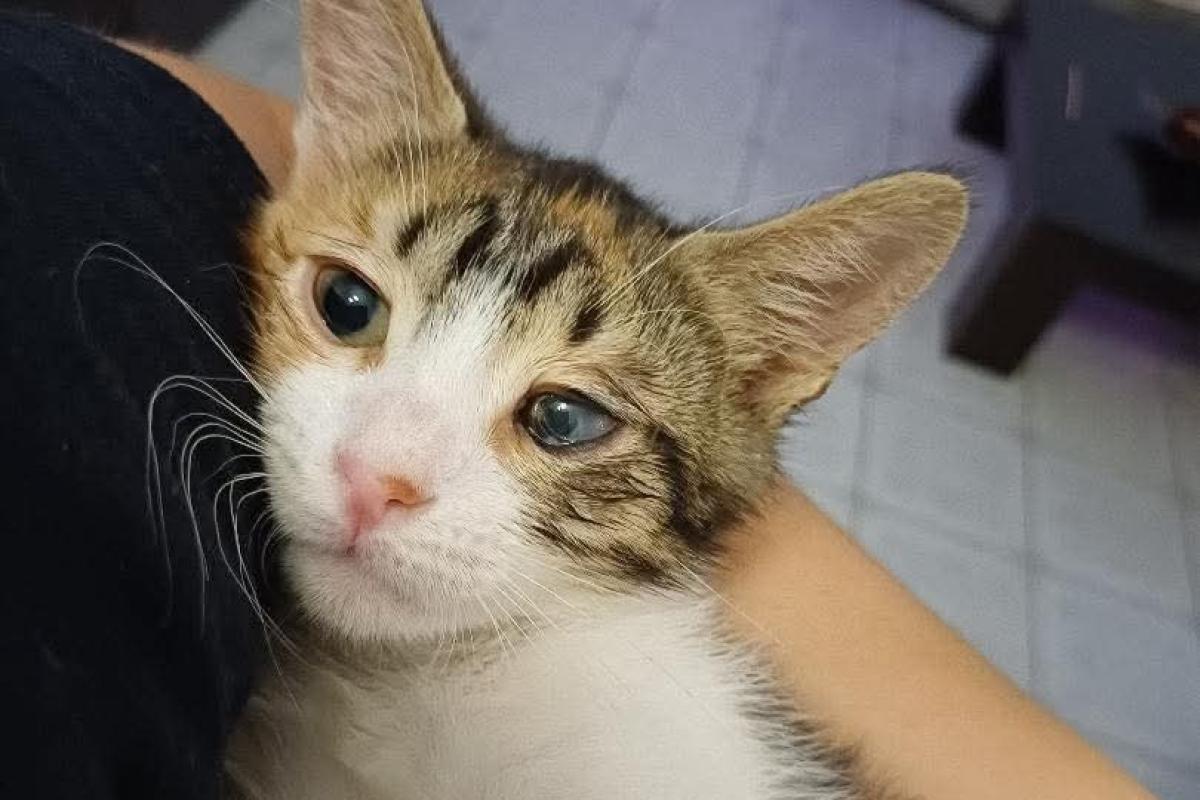Zaza