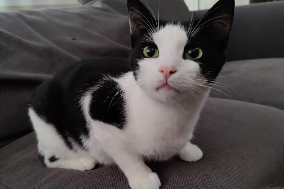 Zorro