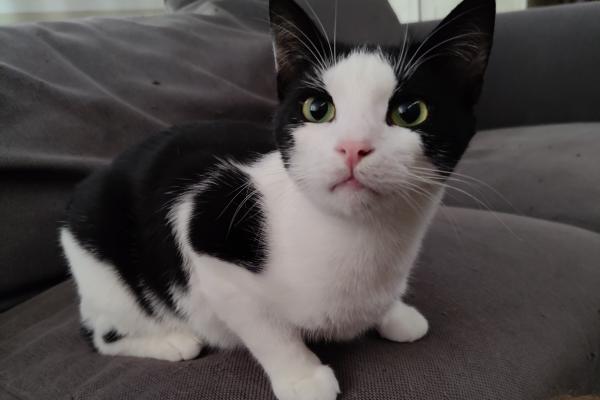 Zorro