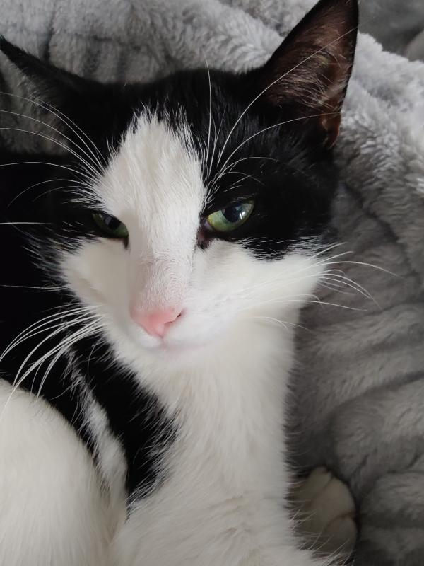 Zorro