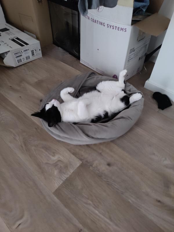 Zorro