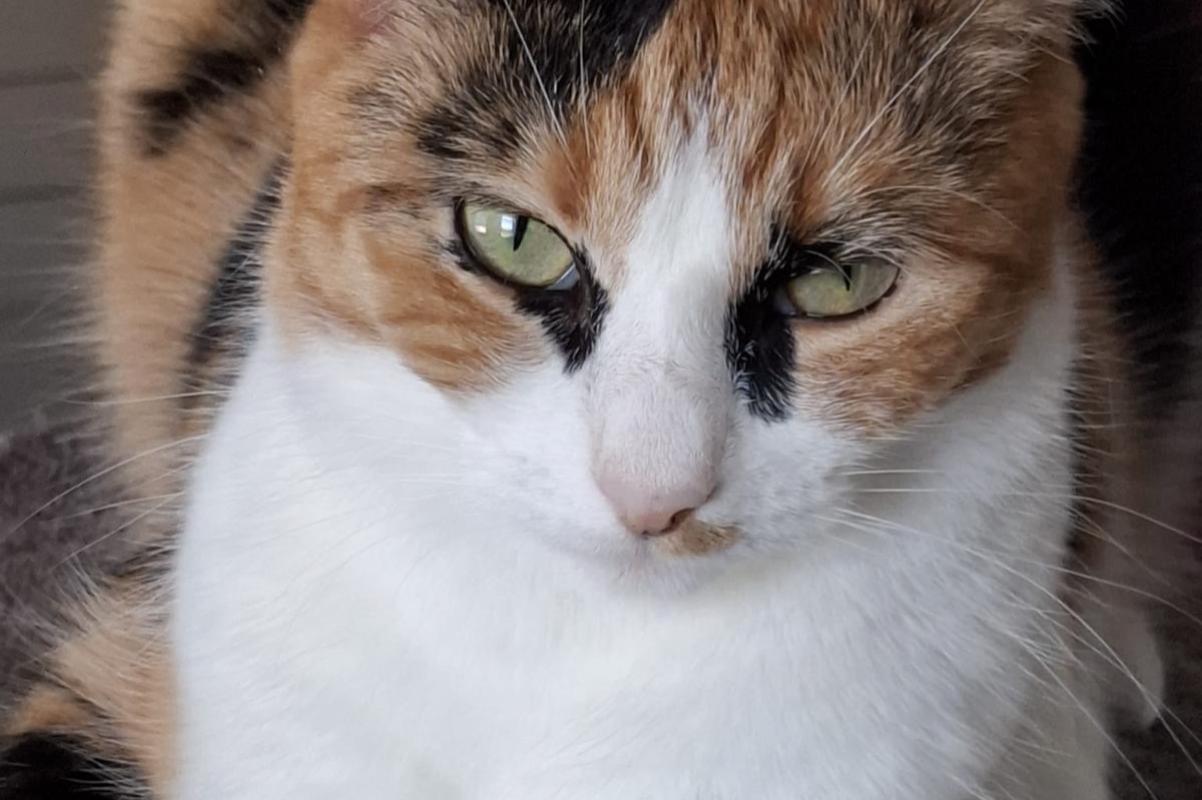 Coco