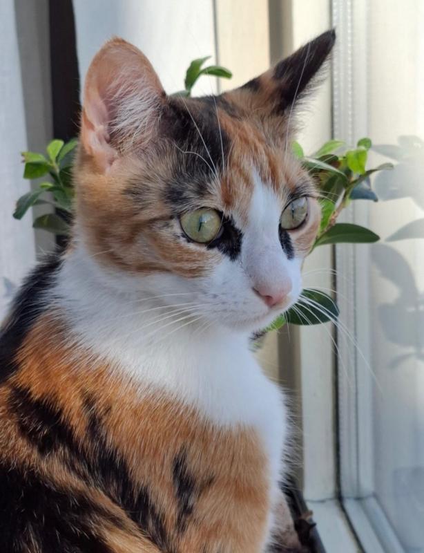 Coco