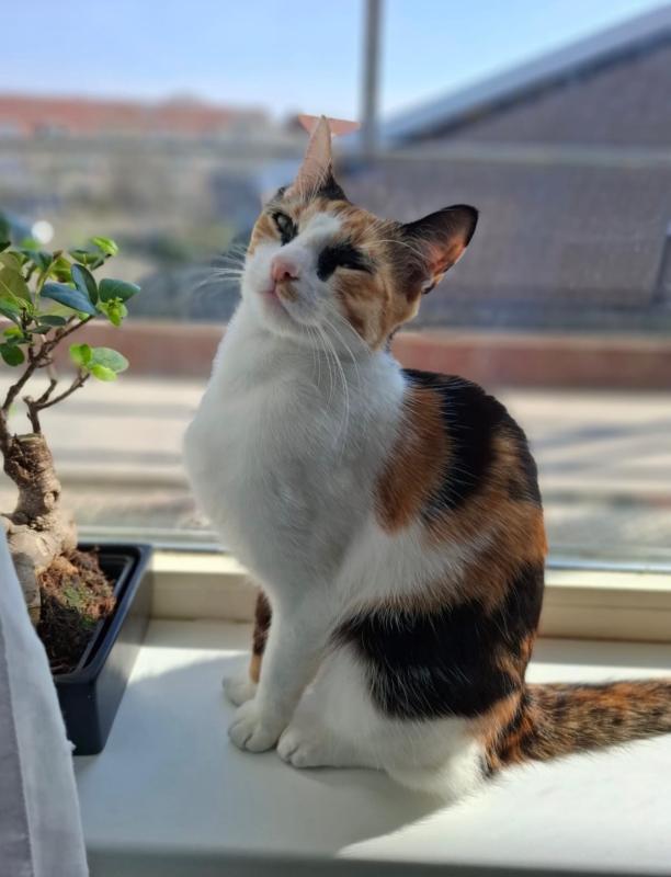 Coco