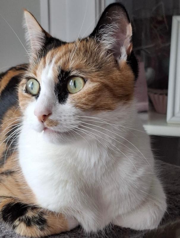 Coco