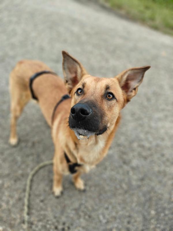 Nash