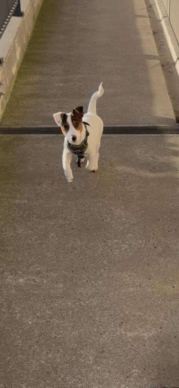 Fritz