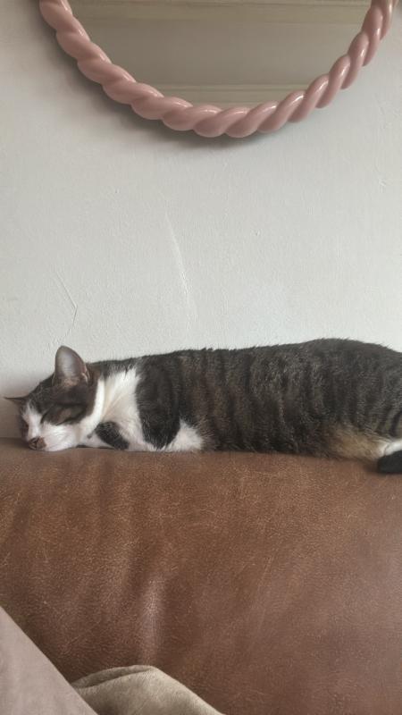 Mimi