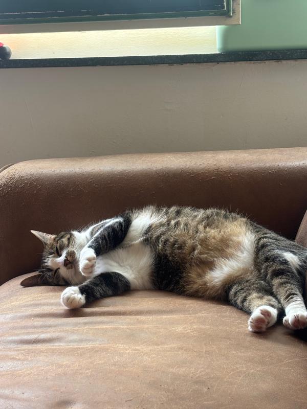 Mimi