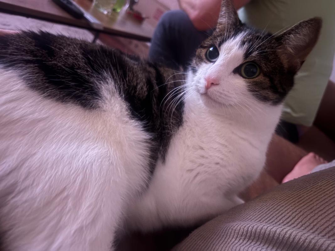 Lily