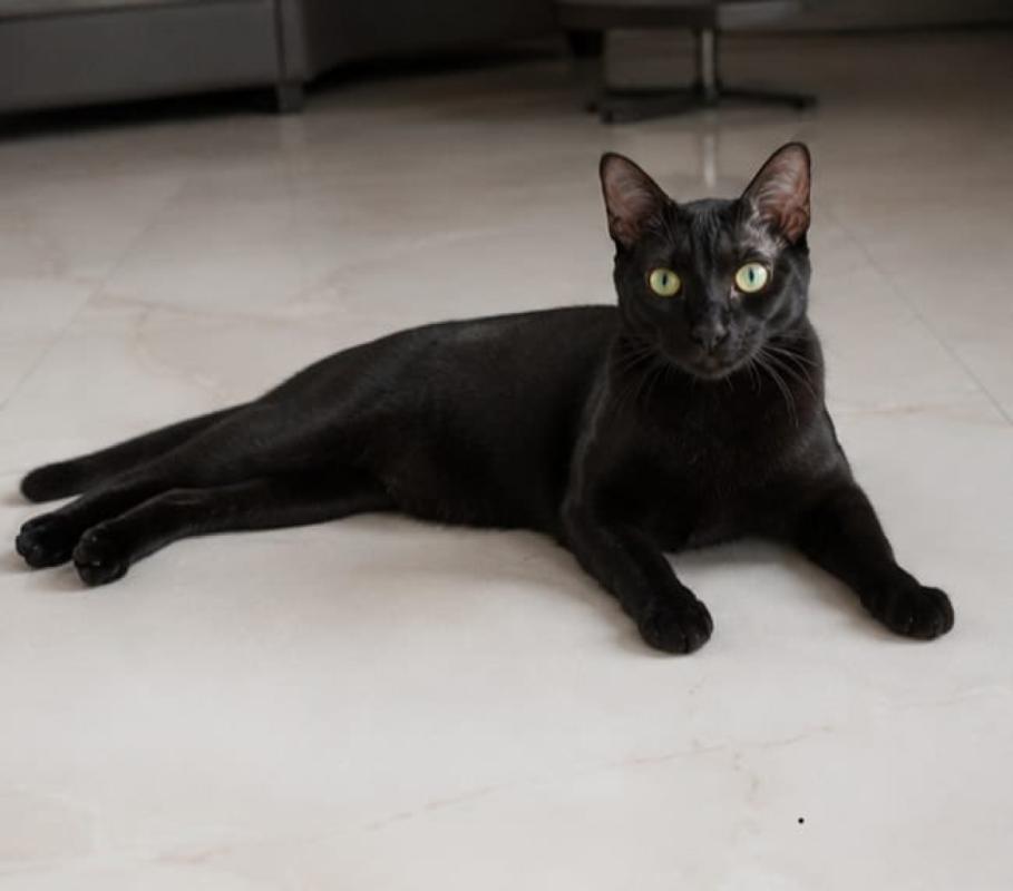 Bowie