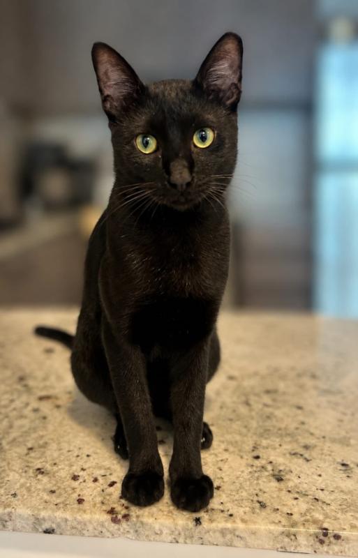 Bowie