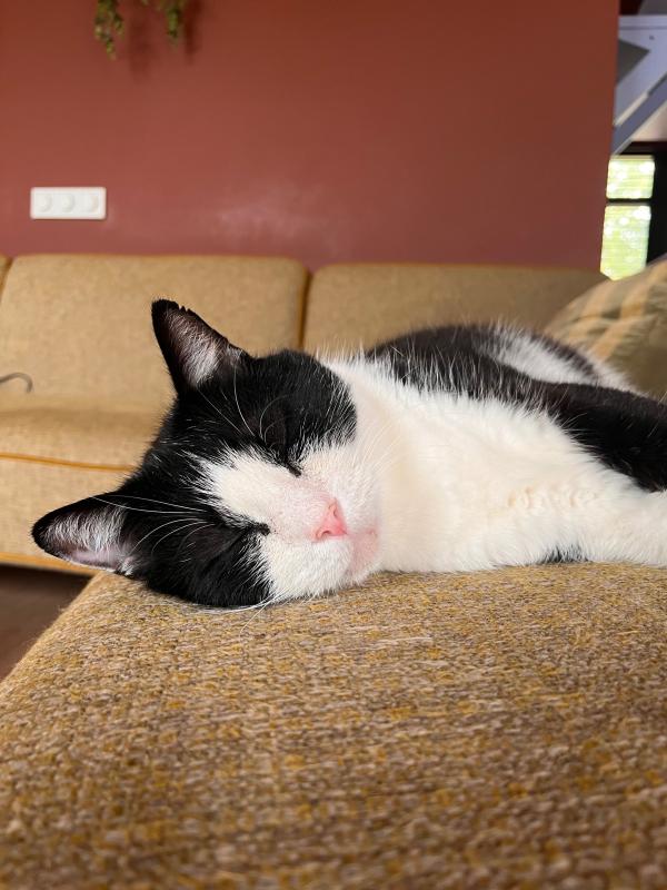 Joep