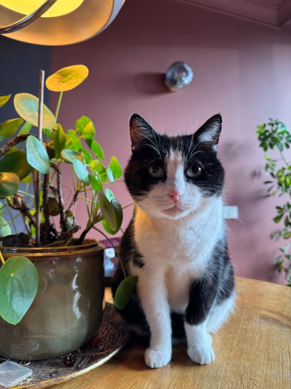 Joep