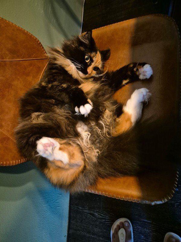Lilly