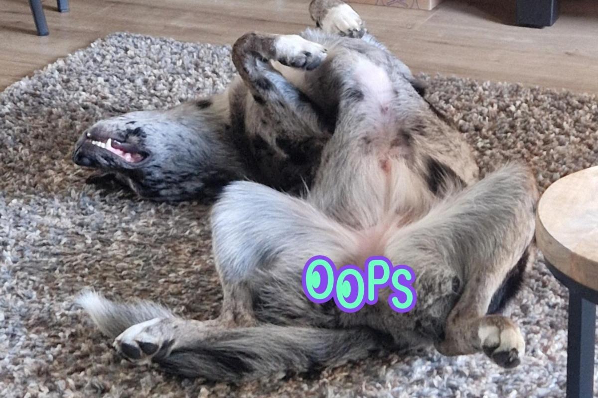 Kaya