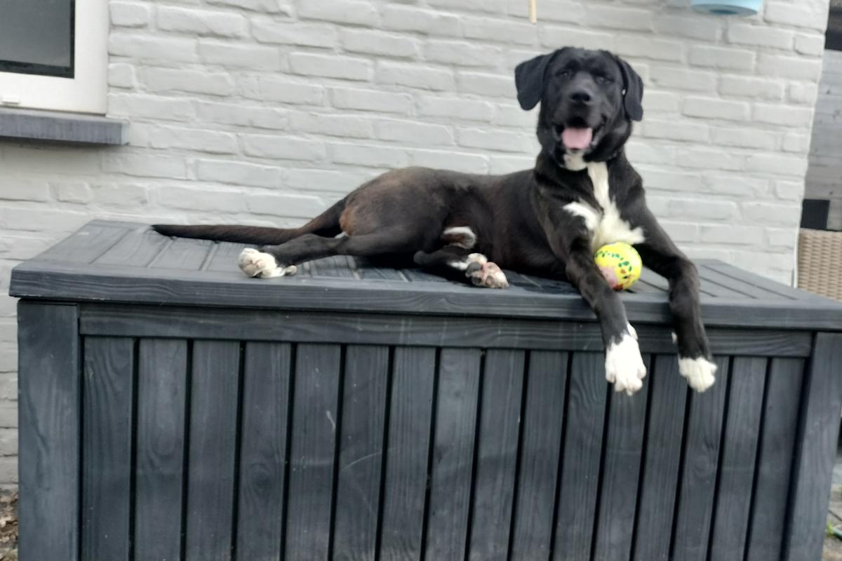 Balou