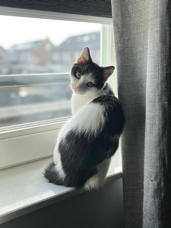 Ollie