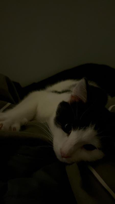 Ollie