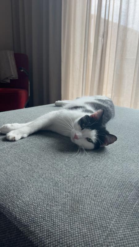 Ollie