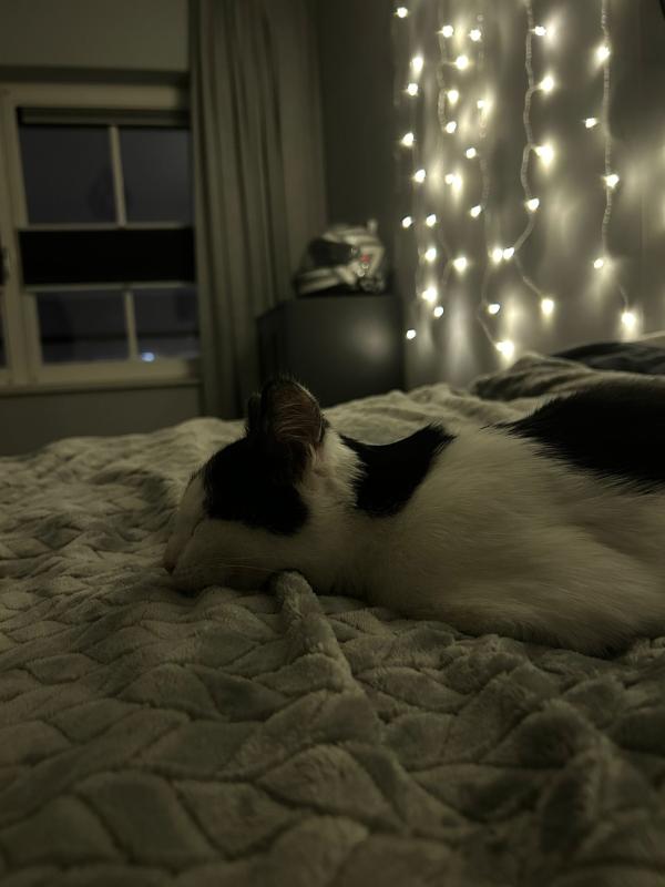 Ollie