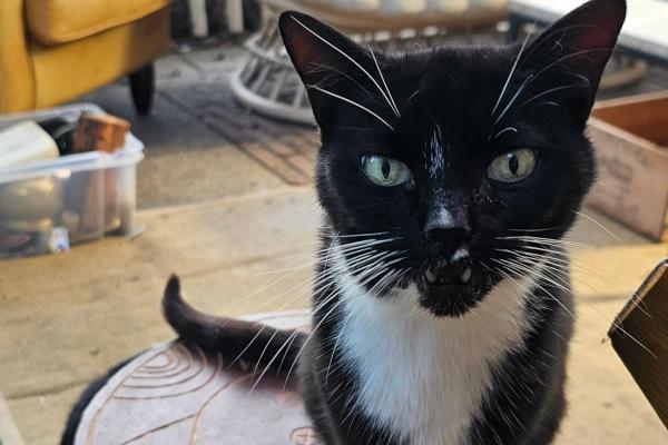 Loesje