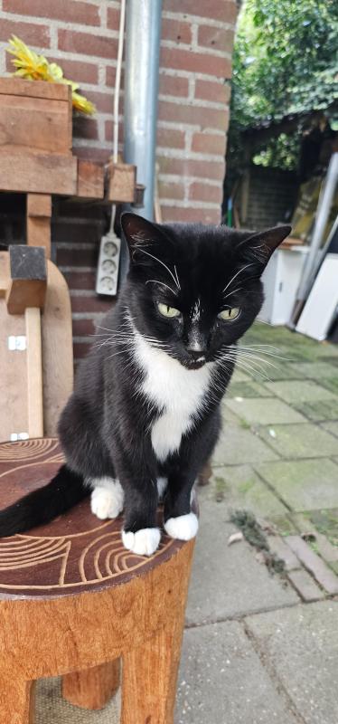 Loesje