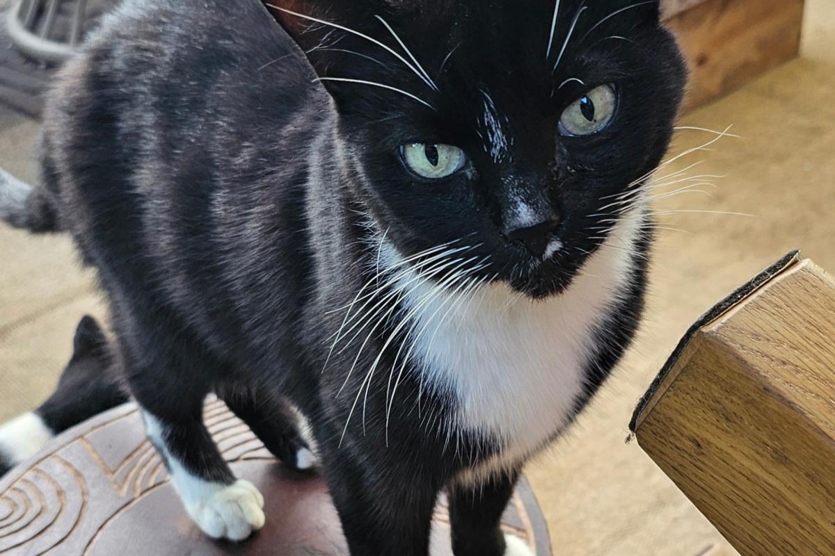 Loesje