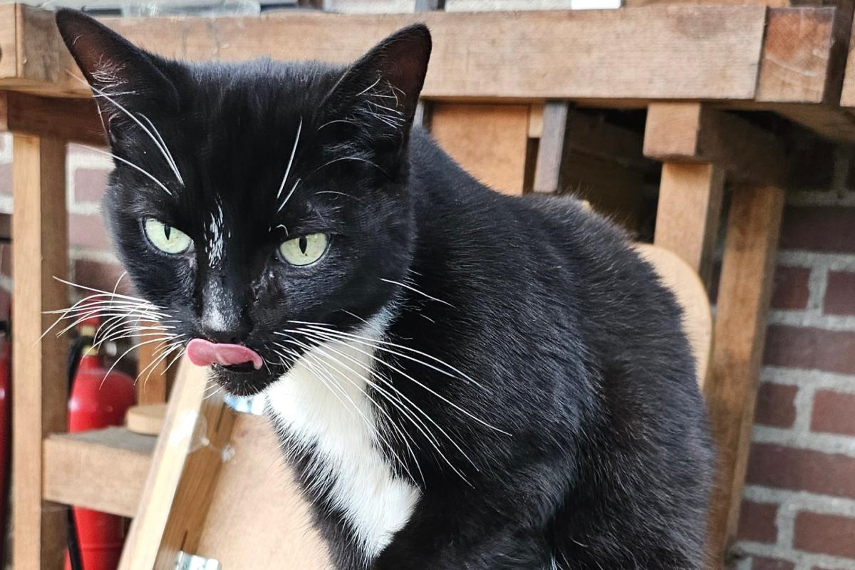 Loesje