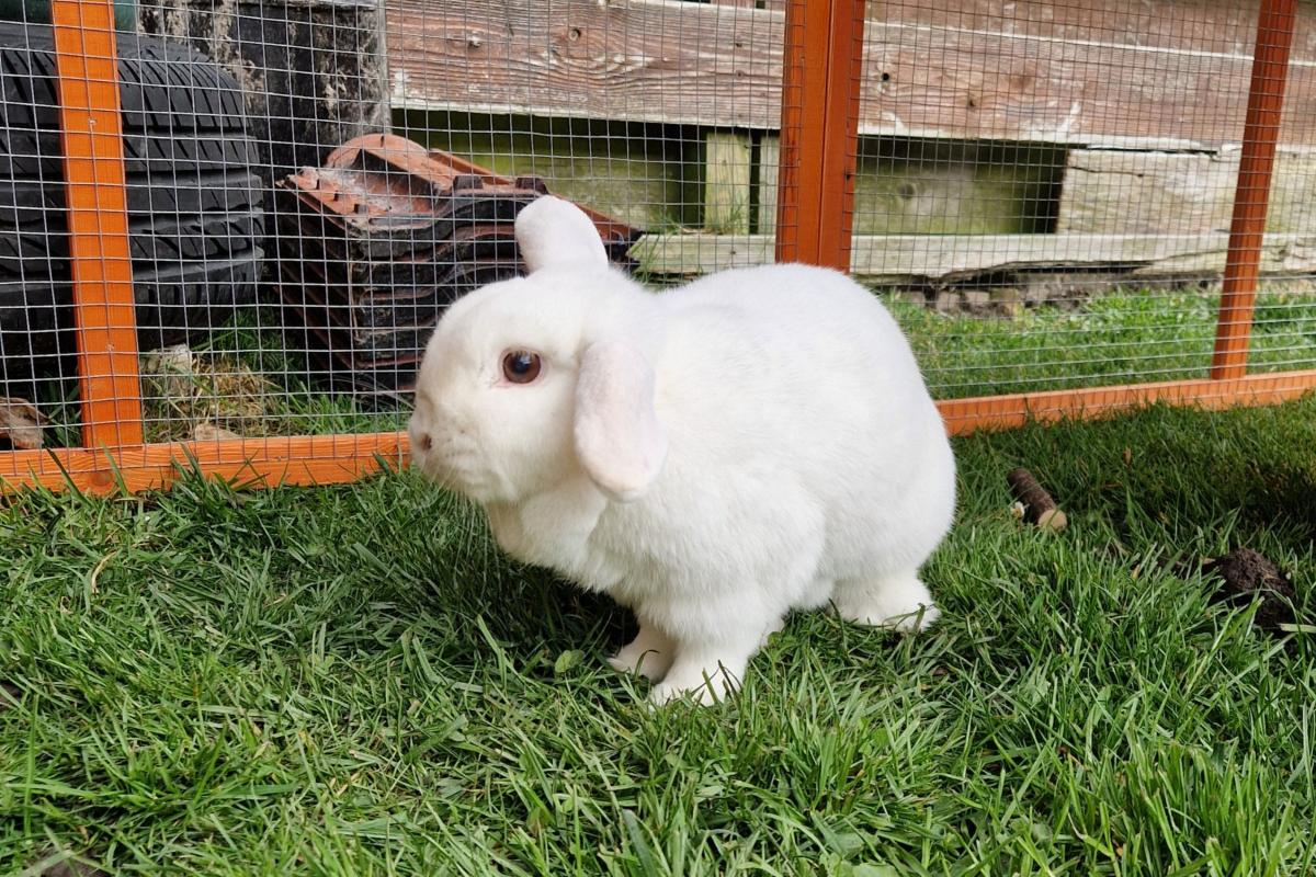 Bunny