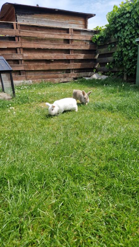 Bunny