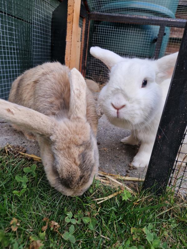 Bunny