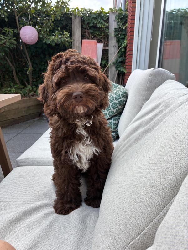 Coco