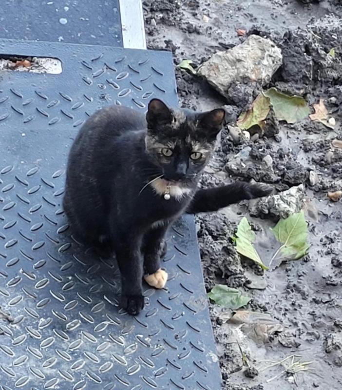 Pip
