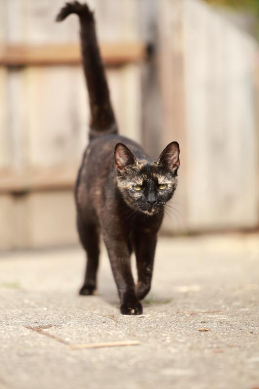 Pip