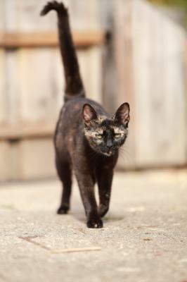 Pip