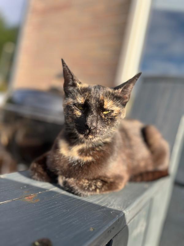 Pip
