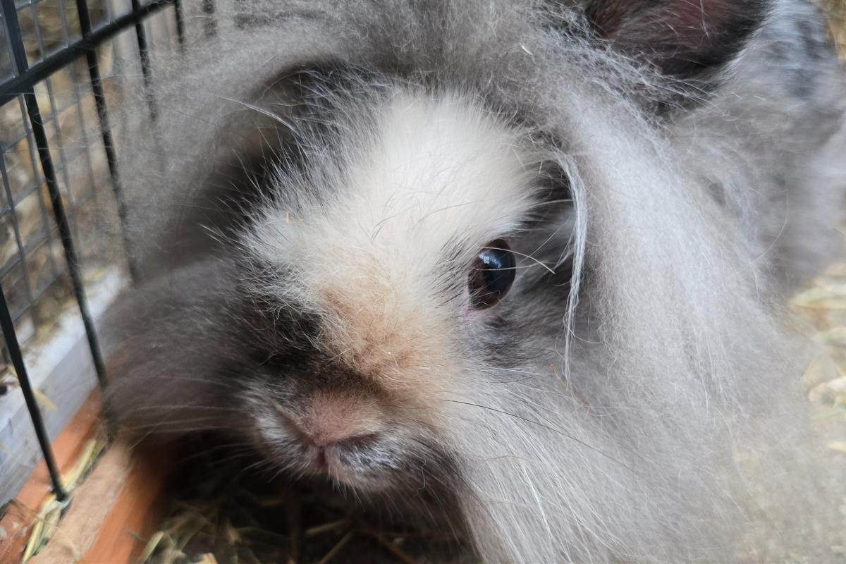 Chiko