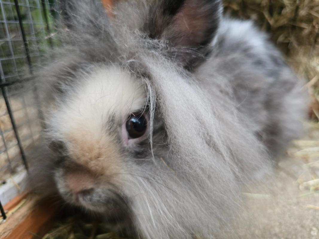 Chiko