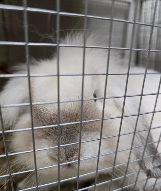 Lio