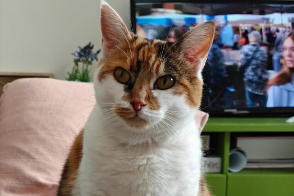 Cato
