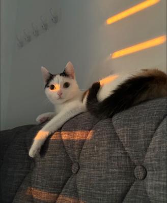 Suku