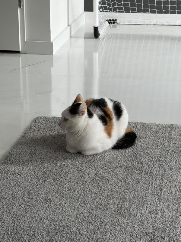 Suku