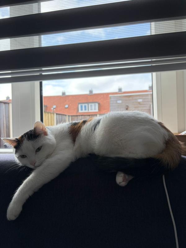 Suku