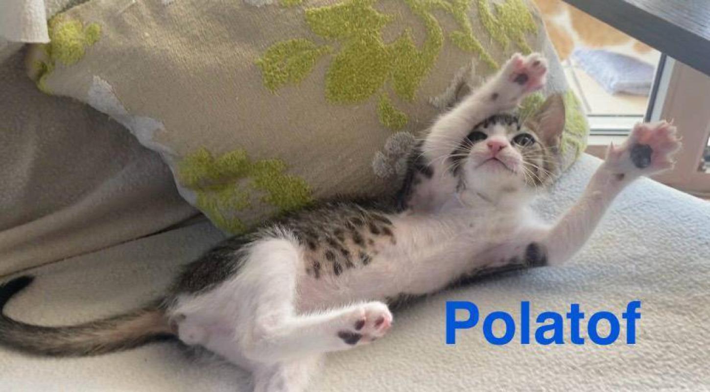 Polatof