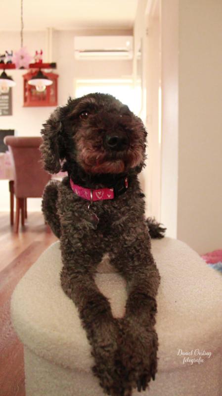 Pippa